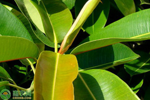 客廳綠植放什么好養又旺財_客廳放的綠植_客廳綠植放幾棵風水好