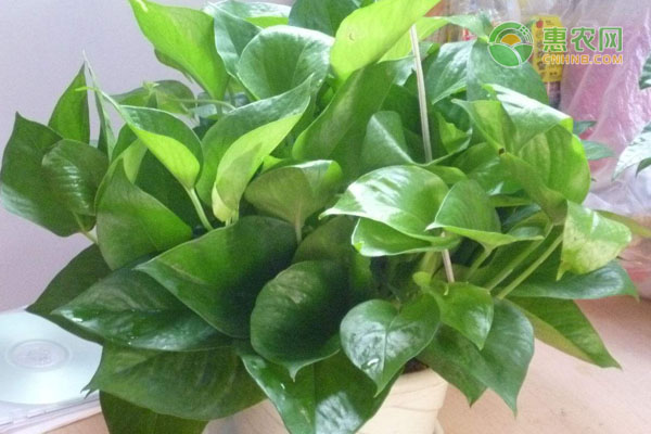 客廳綠植放什么好養又旺財_客廳放的綠植_客廳綠植放幾棵風水好