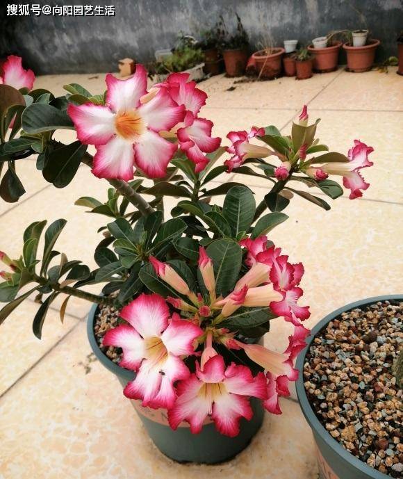 如何養沙漠玫瑰？8成顆粒養，1個月1次水，不爛根，開花多