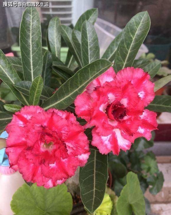 沙漠室內玫瑰養適合花盆嗎_沙漠玫瑰室內養還是室外養好_沙漠玫瑰花適合在室內養嗎