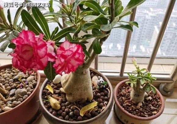 沙漠玫瑰室內養還是室外養好_沙漠室內玫瑰養適合花盆嗎_沙漠玫瑰花適合在室內養嗎