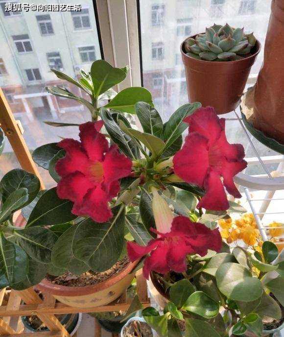 沙漠玫瑰室內養還是室外養好_沙漠室內玫瑰養適合花盆嗎_沙漠玫瑰花適合在室內養嗎