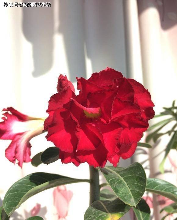 沙漠玫瑰花適合在室內養嗎_沙漠玫瑰室內養還是室外養好_沙漠室內玫瑰養適合花盆嗎