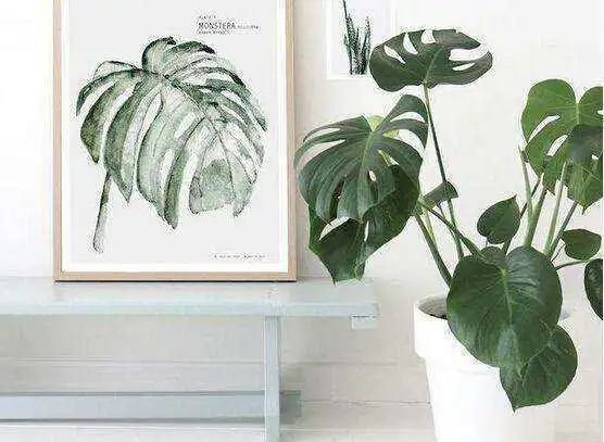 6種好養(yǎng)、陶冶情操的綠植，擺在家里凈化空氣，提高家居舒適感