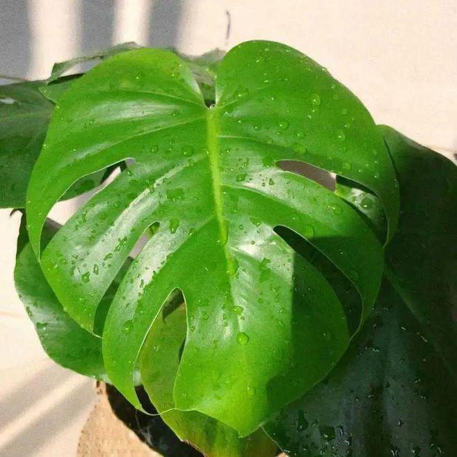 綠植真的能凈化空氣嗎_凈化空氣綠植排名_凈化空氣綠植十大排名