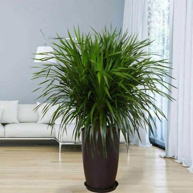 凈化空氣綠植十大排名_凈化空氣綠植排名_綠植真的能凈化空氣嗎