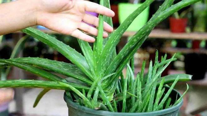 綠植真的能凈化空氣嗎_凈化空氣綠植排名_凈化空氣綠植十大排名