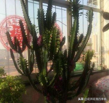 室內凈化空氣養什么花好_室內養什么花好還能凈化空氣旺財運_室內空氣凈化養什么花