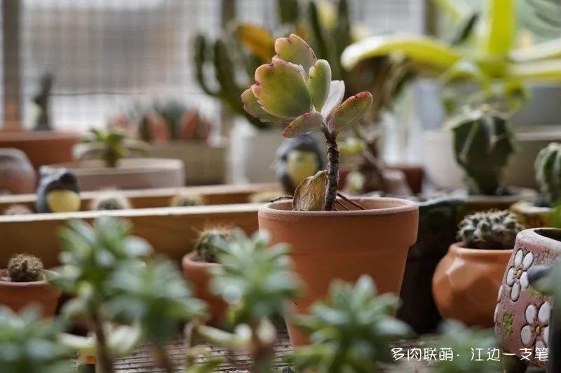 蝴蝶之舞多肉_蝶舞多肉怎么養護_多肉蝴蝶之舞的養殖方法