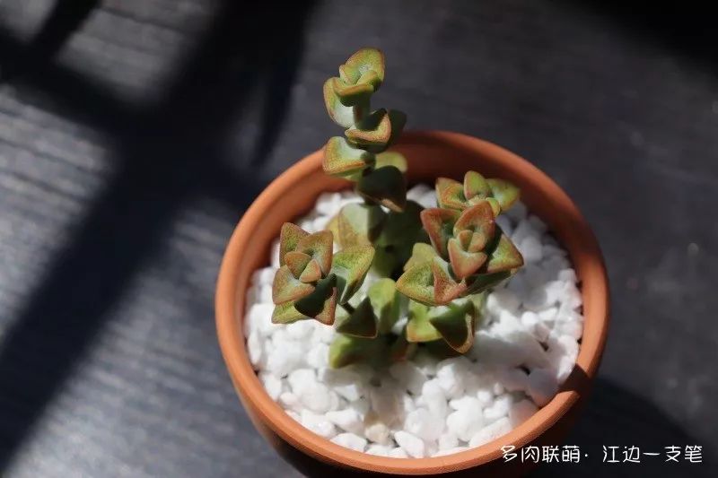 蝴蝶之舞多肉_多肉蝴蝶之舞的養殖方法_蝶舞多肉怎么養護