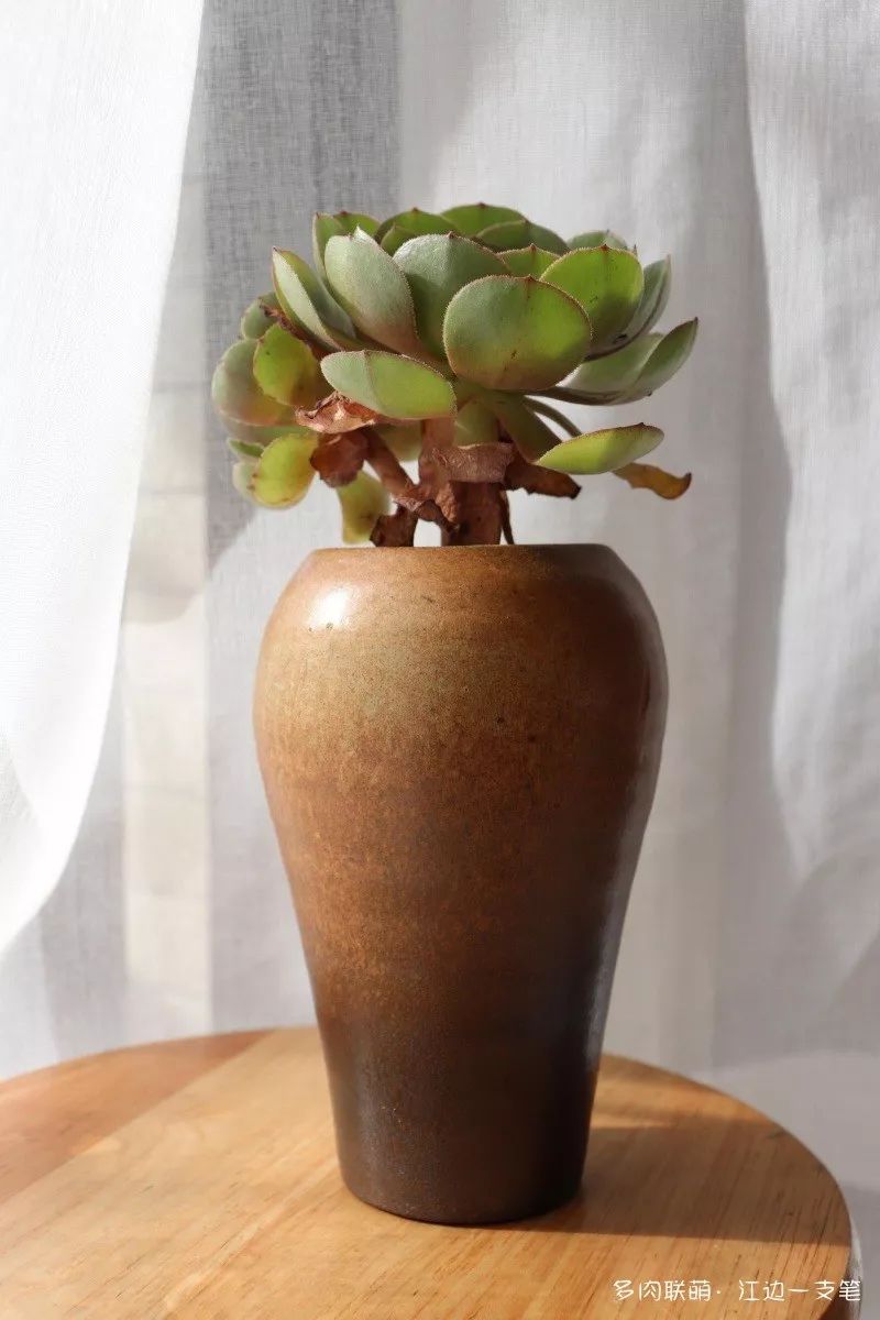 多肉蝴蝶之舞的養殖方法_蝴蝶之舞多肉_蝶舞多肉怎么養護