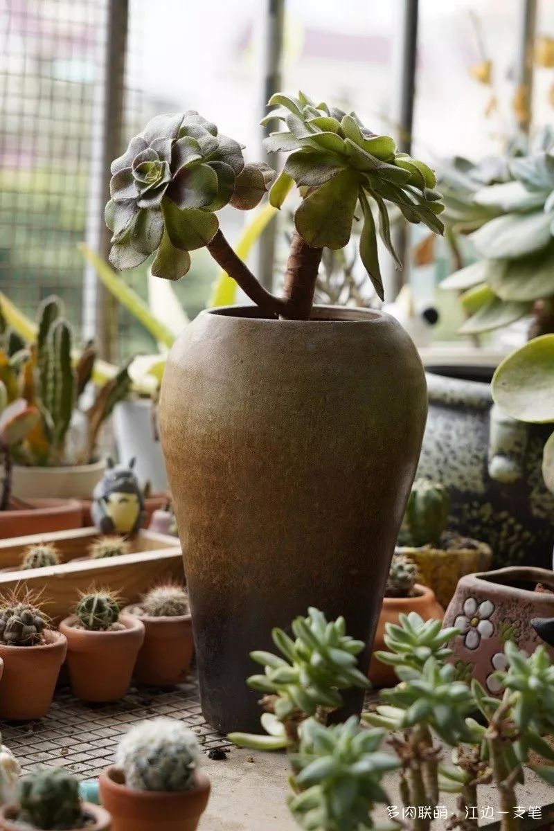 多肉蝴蝶之舞的養殖方法_蝴蝶之舞多肉_蝶舞多肉怎么養護