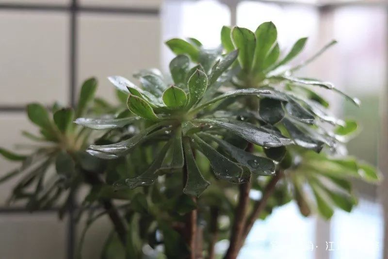 蝴蝶之舞多肉_蝶舞多肉怎么養護_多肉蝴蝶之舞的養殖方法