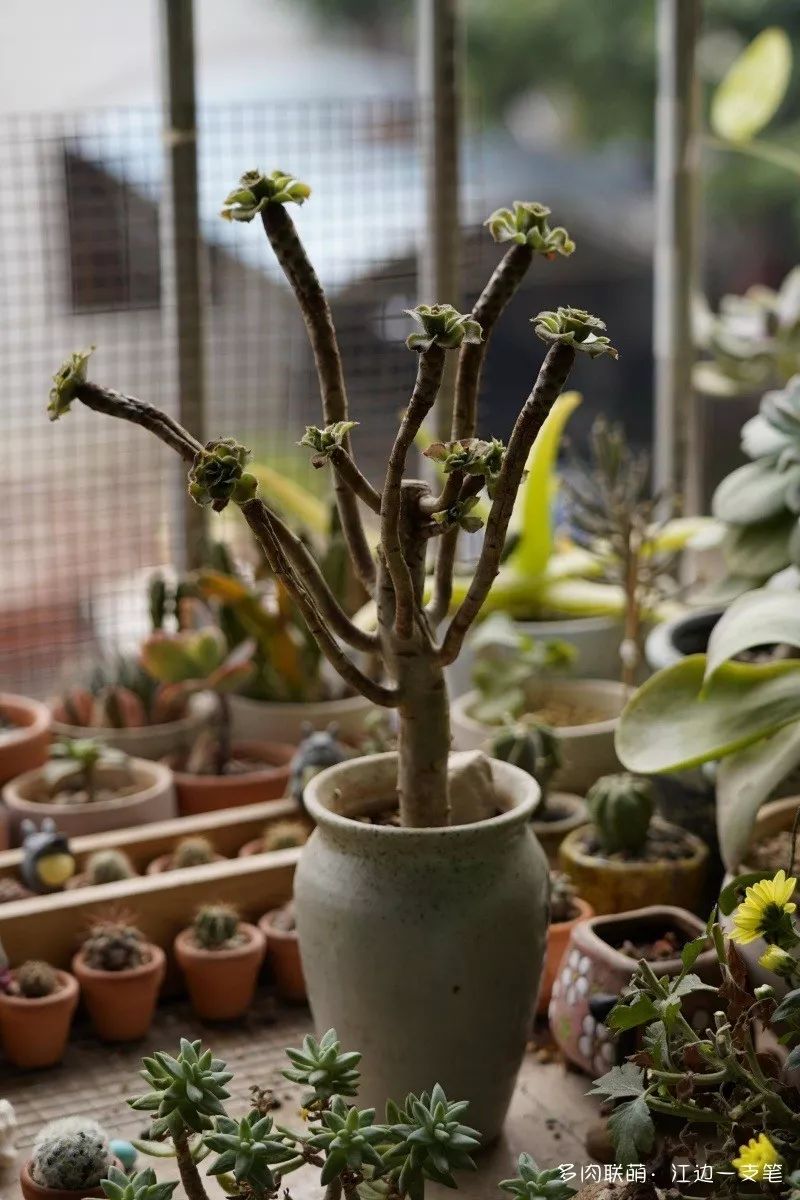 蝴蝶之舞多肉_多肉蝴蝶之舞的養殖方法_蝶舞多肉怎么養護