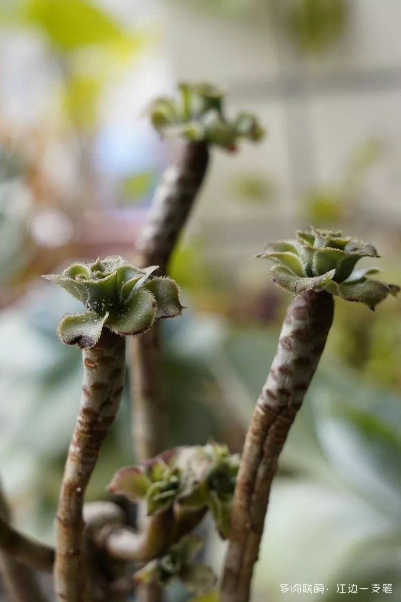 多肉蝴蝶之舞的養殖方法_蝴蝶之舞多肉_蝶舞多肉怎么養護