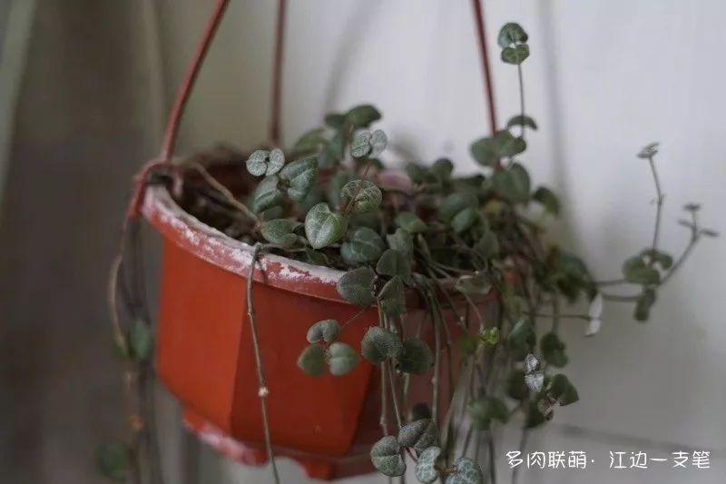 蝴蝶之舞多肉_蝶舞多肉怎么養護_多肉蝴蝶之舞的養殖方法