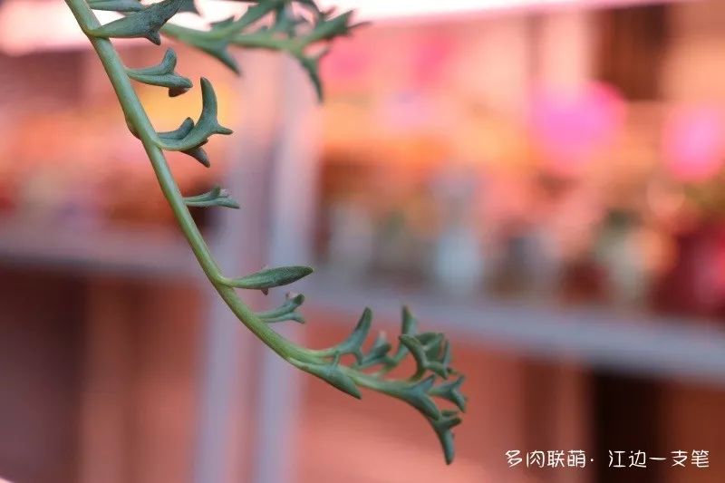 蝴蝶之舞多肉_多肉蝴蝶之舞的養殖方法_蝶舞多肉怎么養護