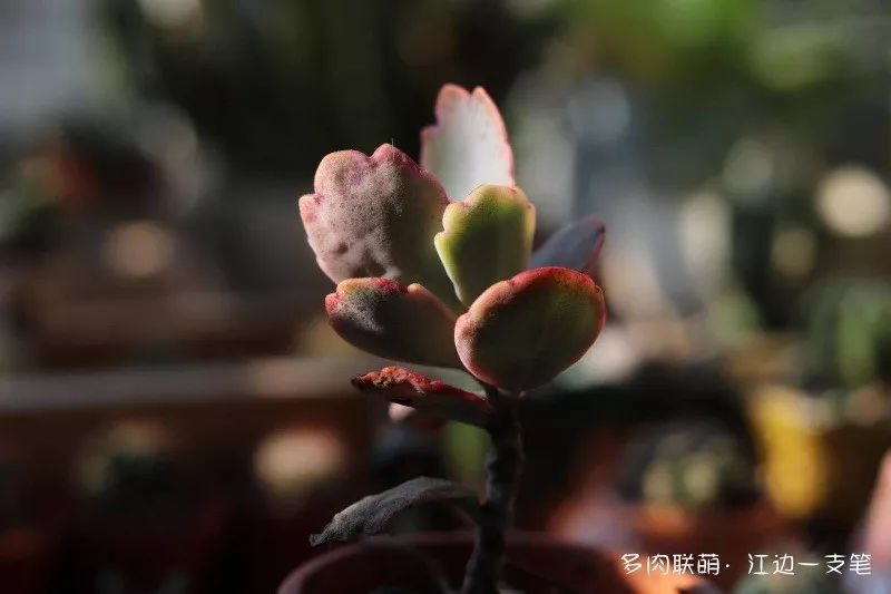 多肉蝴蝶之舞的養殖方法_蝶舞多肉怎么養護_蝴蝶之舞多肉