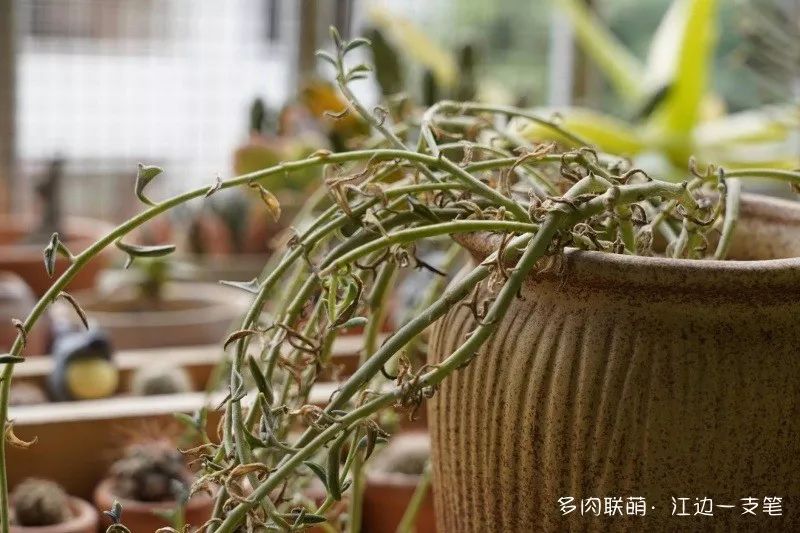 蝴蝶之舞多肉_多肉蝴蝶之舞的養殖方法_蝶舞多肉怎么養護