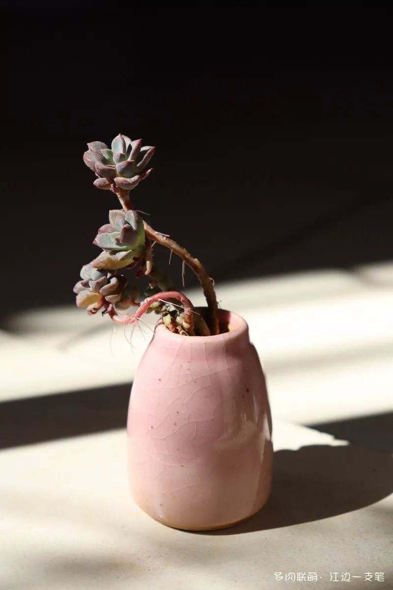 蝴蝶之舞多肉_蝶舞多肉怎么養護_多肉蝴蝶之舞的養殖方法