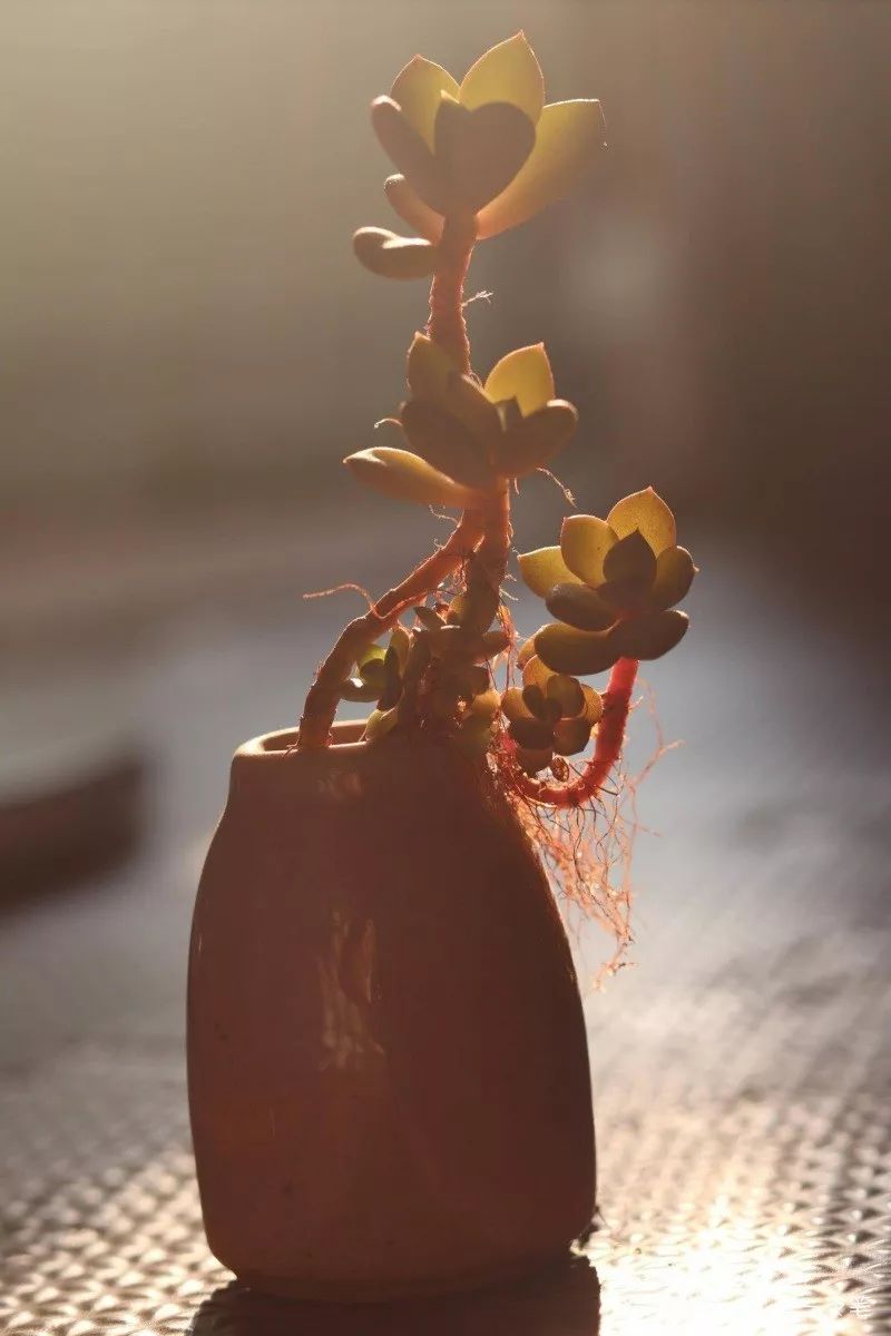 蝶舞多肉怎么養護_蝴蝶之舞多肉_多肉蝴蝶之舞的養殖方法