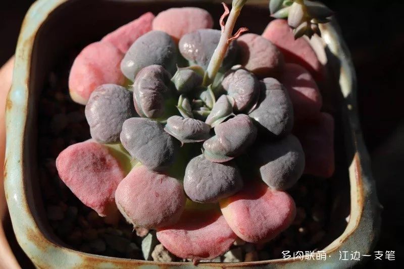 蝶舞多肉怎么養護_蝴蝶之舞多肉_多肉蝴蝶之舞的養殖方法