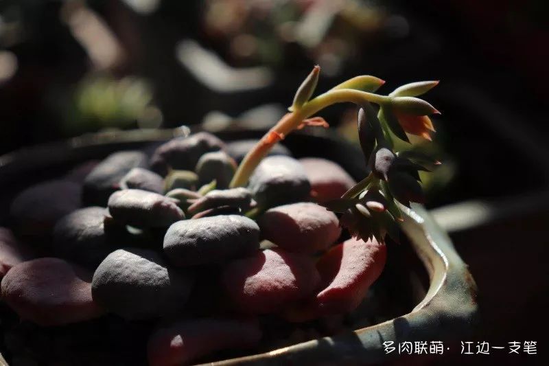 多肉蝴蝶之舞的養殖方法_蝶舞多肉怎么養護_蝴蝶之舞多肉