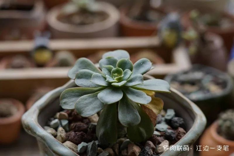 蝴蝶之舞多肉_蝶舞多肉怎么養護_多肉蝴蝶之舞的養殖方法