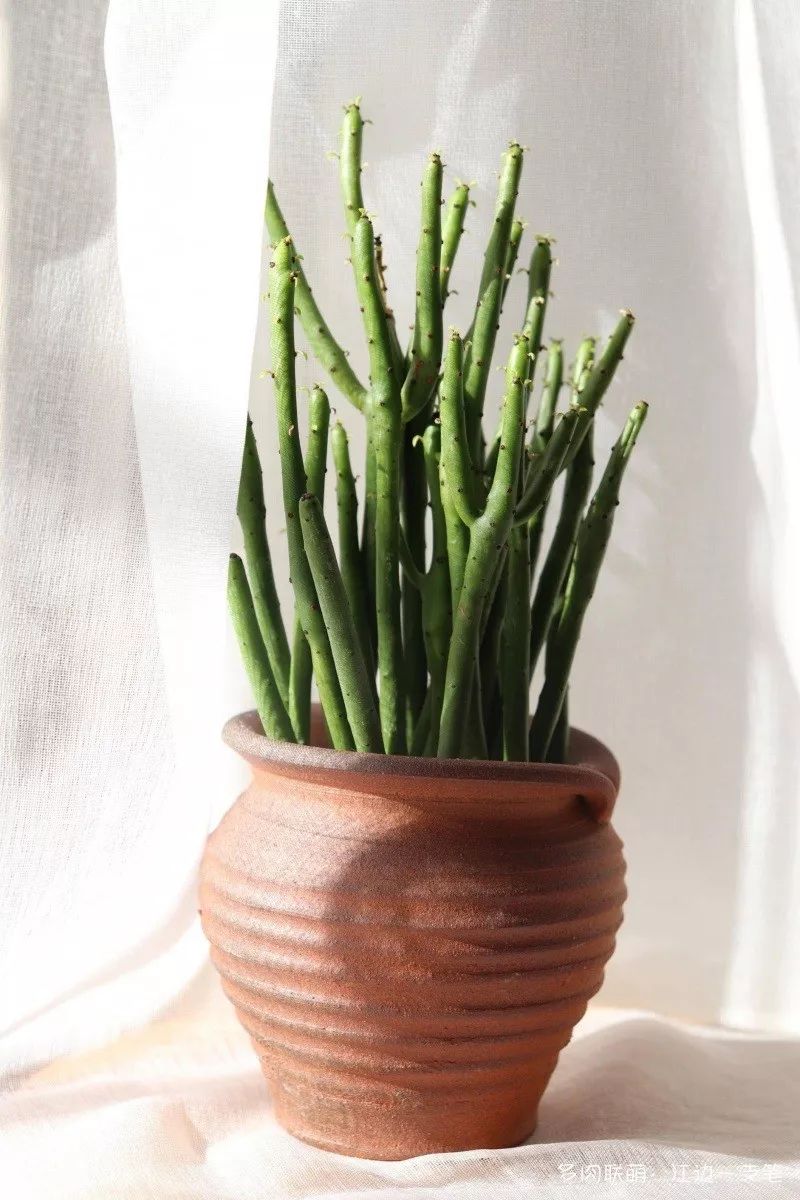 蝶舞多肉怎么養護_蝴蝶之舞多肉_多肉蝴蝶之舞的養殖方法