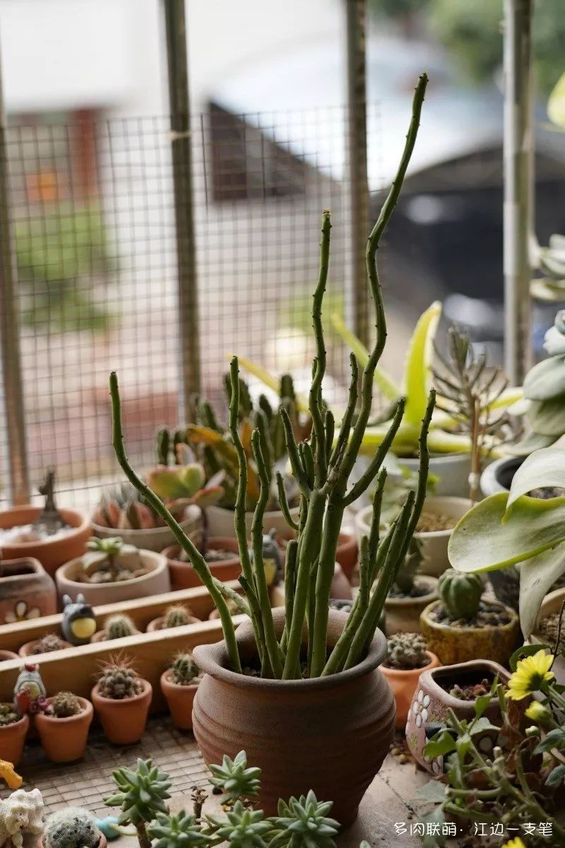 蝴蝶之舞多肉_蝶舞多肉怎么養護_多肉蝴蝶之舞的養殖方法