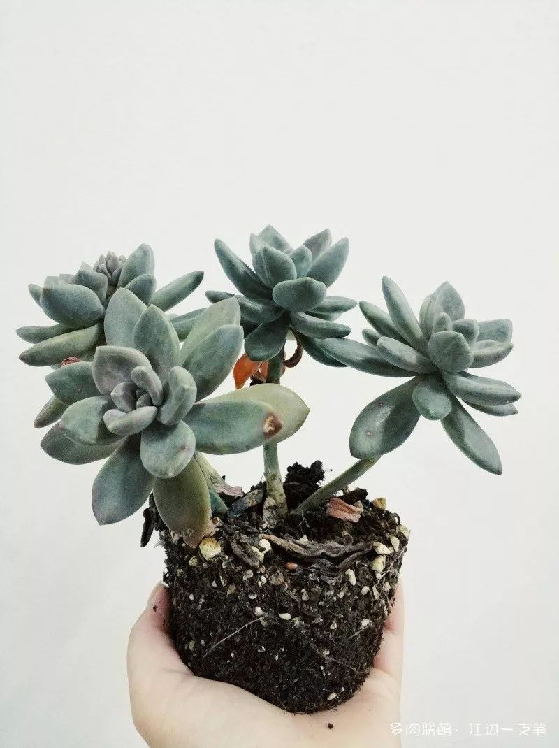 蝶舞多肉怎么養護_多肉蝴蝶之舞的養殖方法_蝴蝶之舞多肉