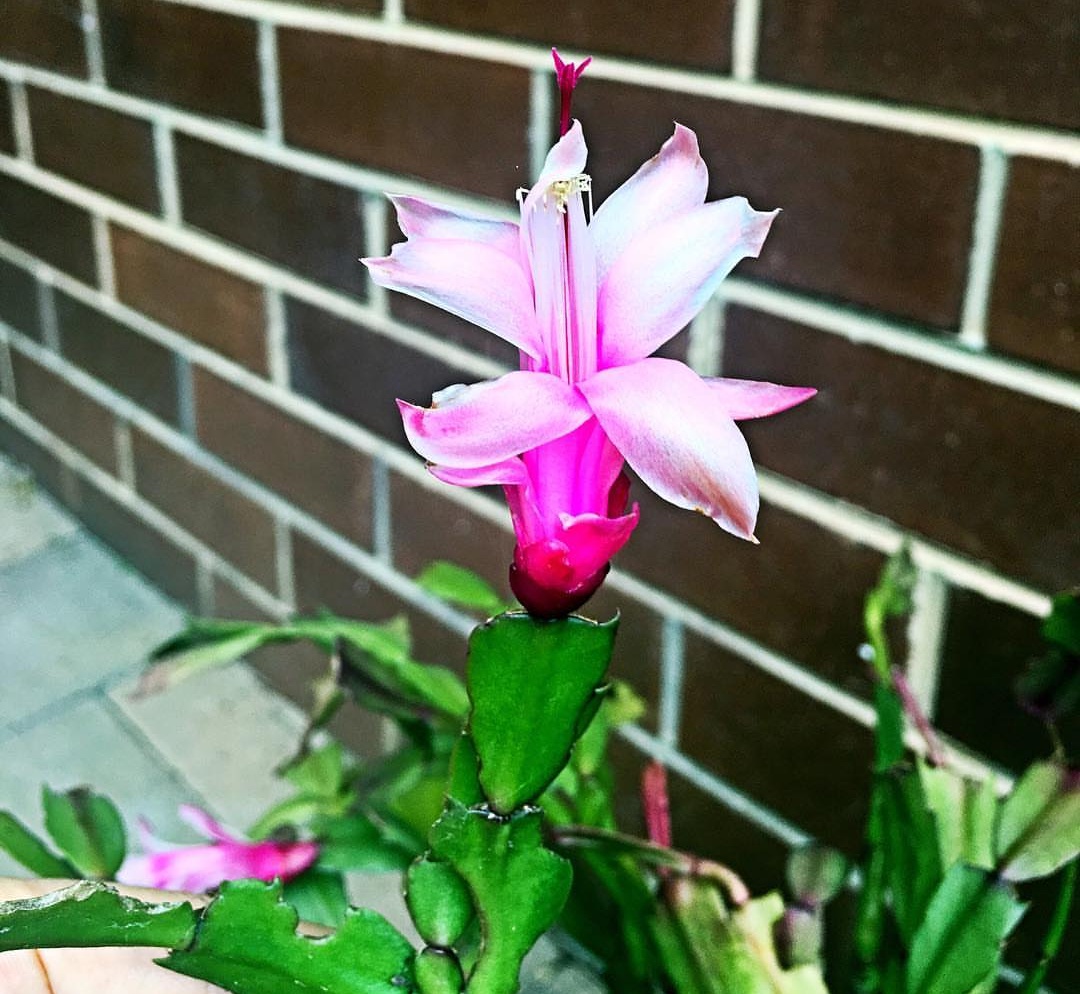 封閉陽臺最適合養的“4種花”，兩盆就能打造出漂亮的“小花園”