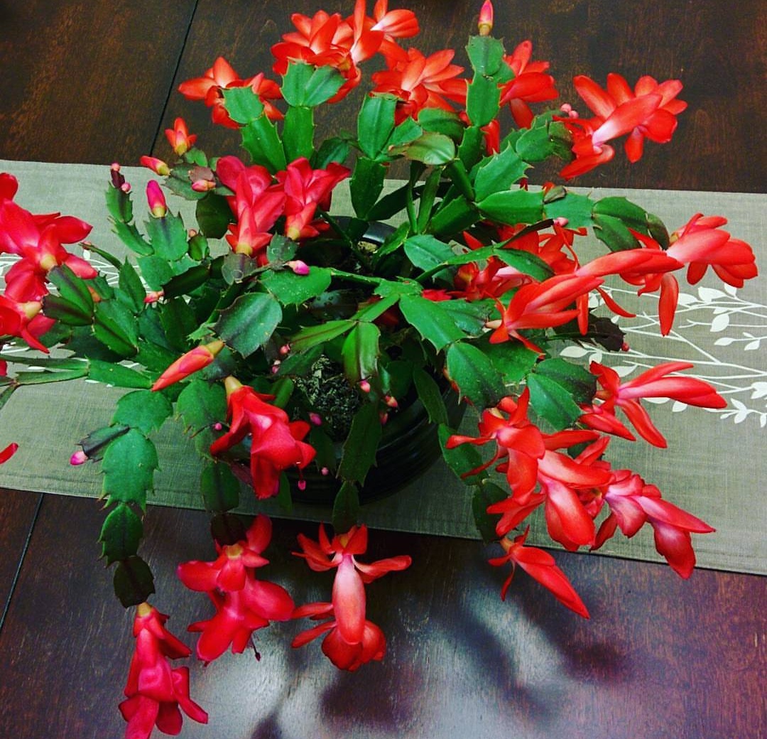 陽臺養適合花的植物_適合陽臺養的花_陽臺養適合花多肉嗎