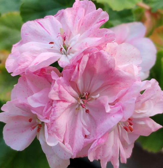 陽臺養適合花的植物_陽臺養適合花多肉嗎_適合陽臺養的花