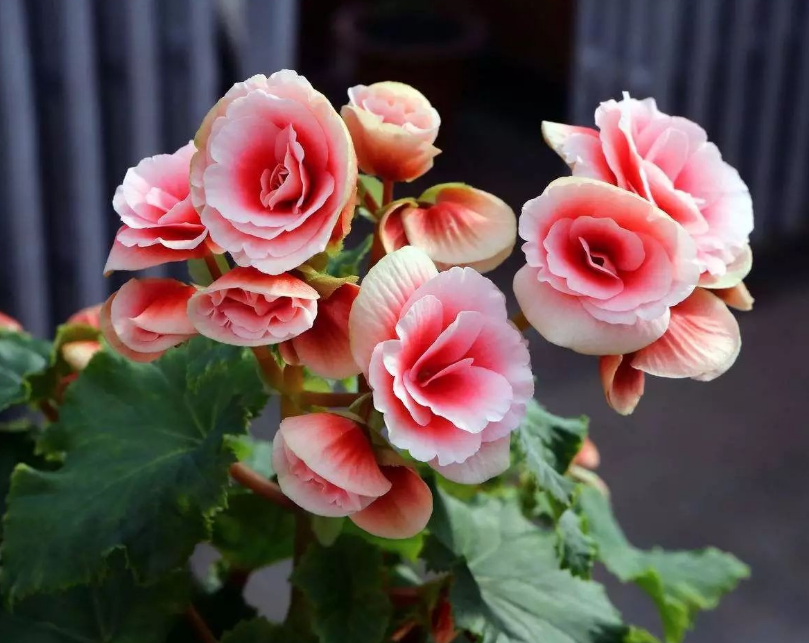 陽臺養適合花多肉嗎_陽臺養適合花的植物_適合陽臺養的花