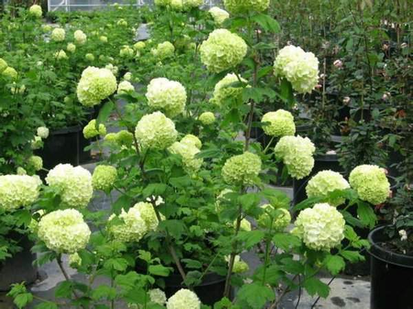 花卉耐陰爬藤有那些品種_耐陰的爬藤花卉有哪些_耐陰的爬藤花