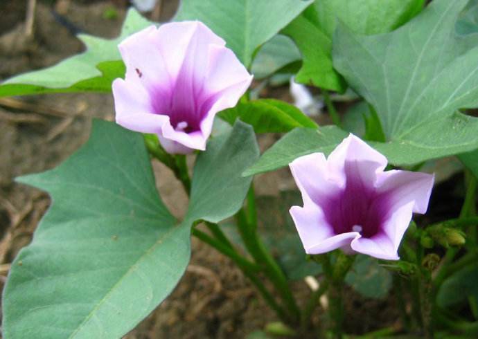 民諺“紅薯開花，夫妻分家”，這說法靠譜嗎？紅薯開花好不好？