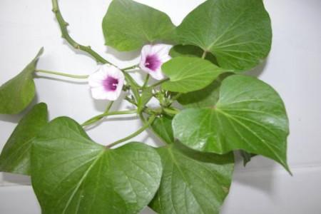 番薯會開花嗎_紅薯開花會影響產量嗎_番薯開的花叫什么花