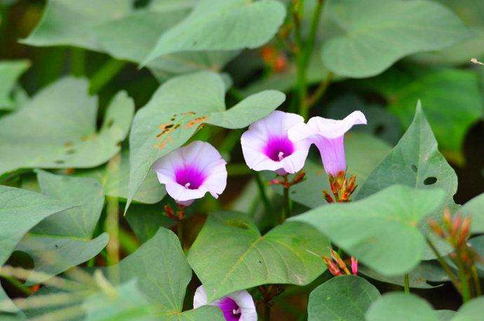 紅薯開花會影響產量嗎_番薯會開花嗎_番薯開的花叫什么花