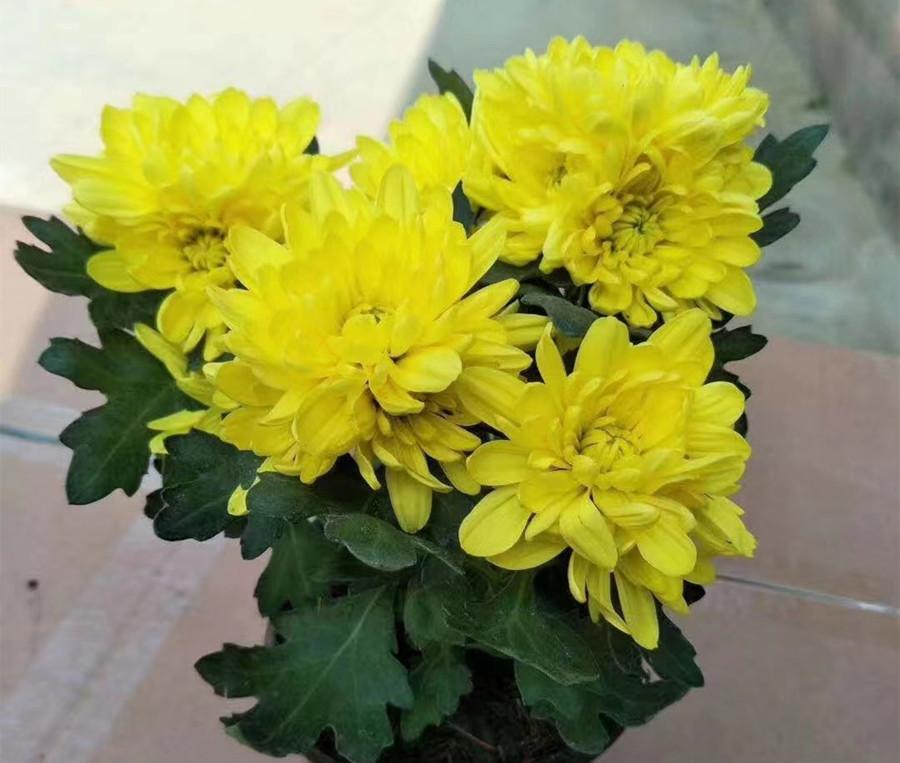 中國送花是送雙數還是單數_送花單雙數的講究_送花單數是什么意思