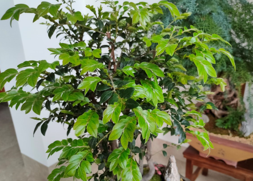 綠植怎么施肥長得旺？只需準備2種肥，長期補充才能枝繁葉茂