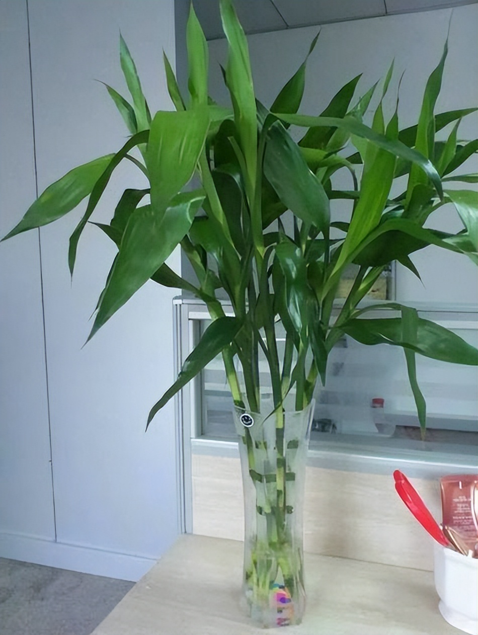 適合居家種植的3種綠植，擺在家里清新有活力，值得擁有