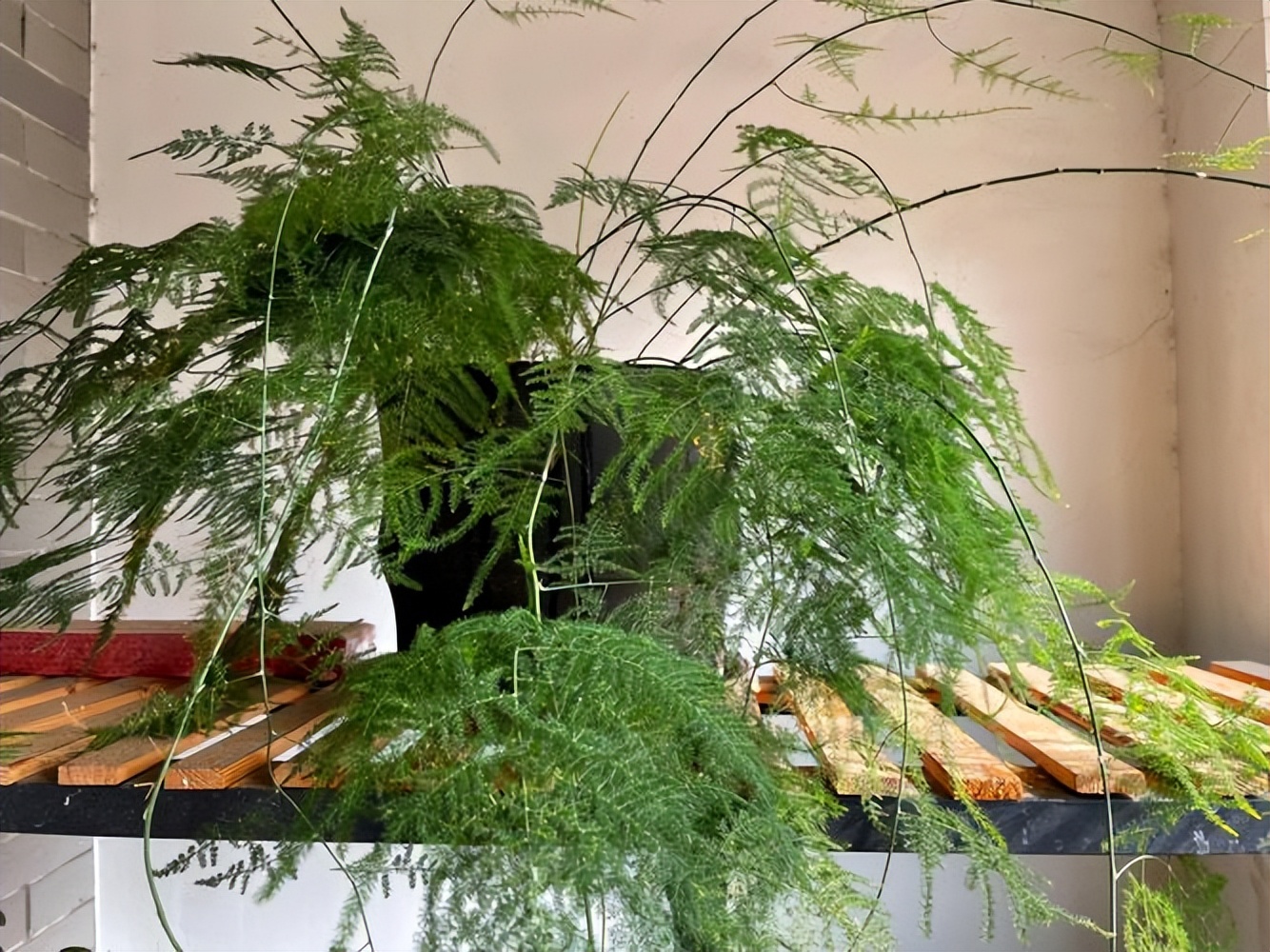 養綠植適合家里有什么植物_養綠植適合家里有蚊子嗎_適合養家里的綠植有哪些