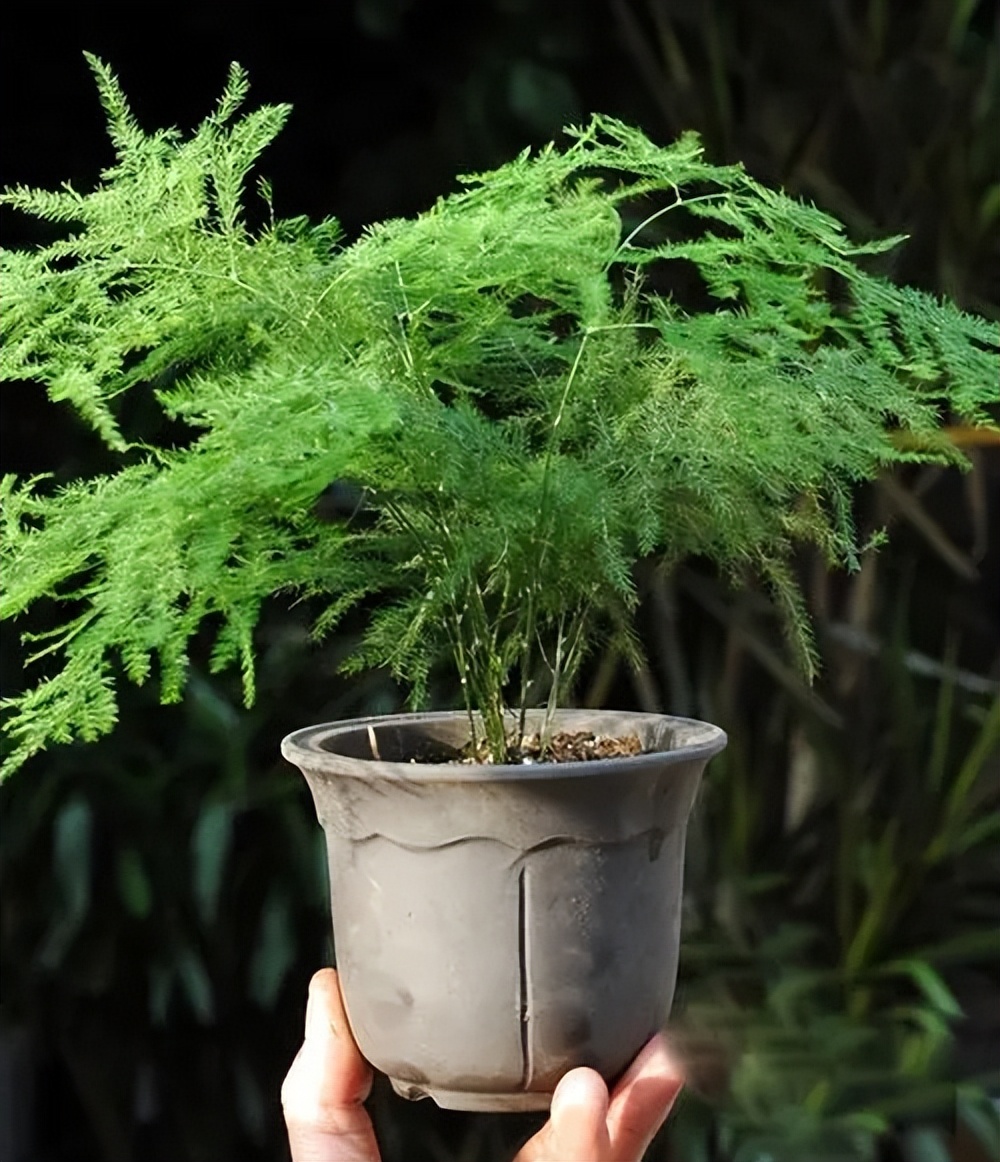 適合養家里的綠植有哪些_養綠植適合家里有蚊子嗎_養綠植適合家里有什么植物