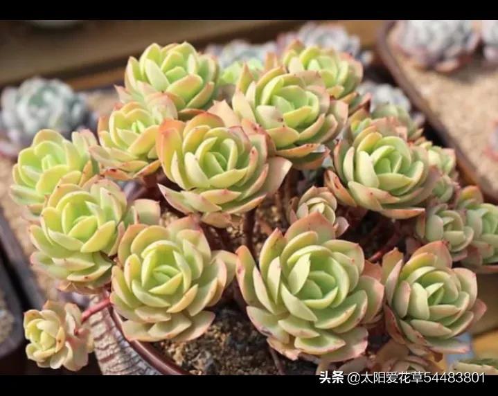 5種便宜又好養(yǎng)的多肉，一養(yǎng)就成手捧花，越養(yǎng)越喜歡