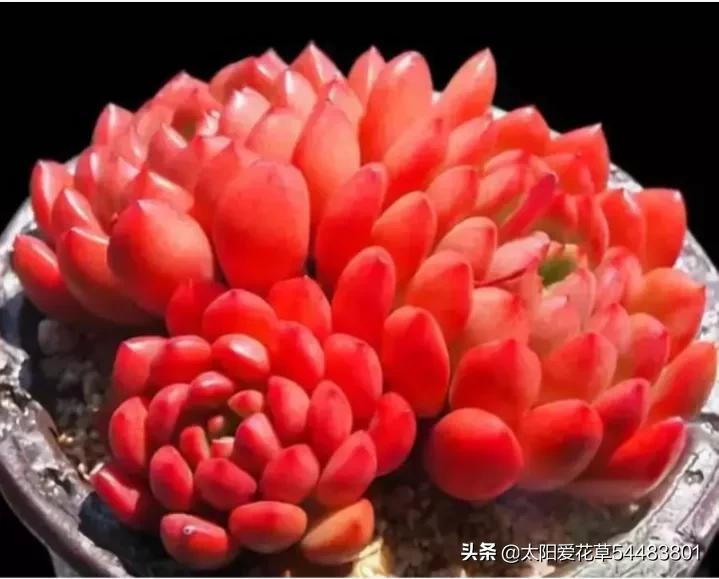 荷花多肉容易徒長嗎_荷花多肉好養嗎_多肉植物荷花好養嗎