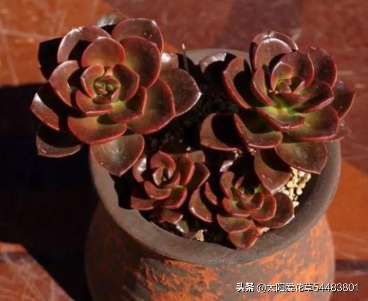 荷花多肉容易徒長嗎_多肉植物荷花好養嗎_荷花多肉好養嗎