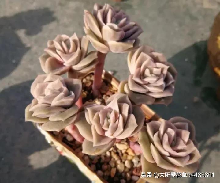 荷花多肉容易徒長嗎_多肉植物荷花好養嗎_荷花多肉好養嗎