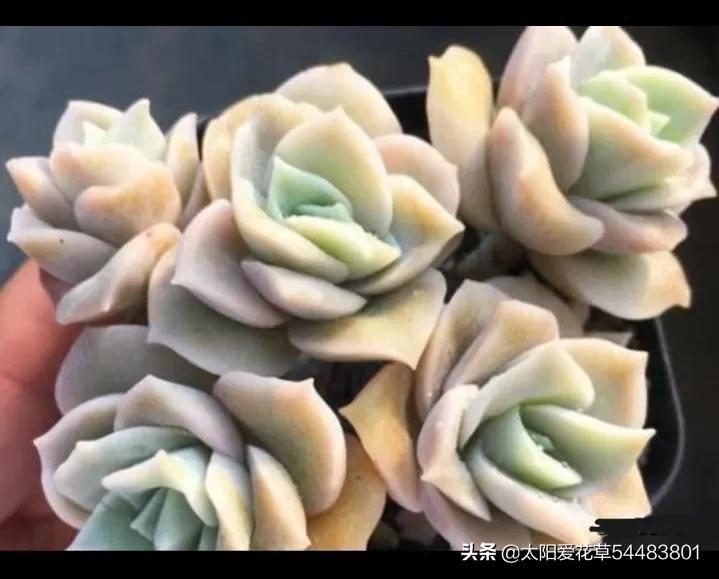 荷花多肉好養嗎_多肉植物荷花好養嗎_荷花多肉容易徒長嗎