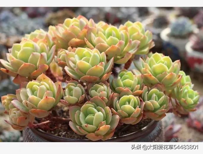 多肉植物荷花好養嗎_荷花多肉容易徒長嗎_荷花多肉好養嗎